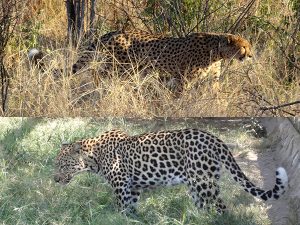 Comparison of cheetah and leopard