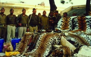 Largest big cat seizure takes place in Khaga, India (2000)