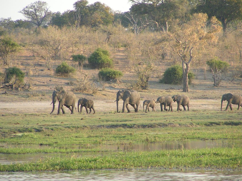 Herd of African Elephants (USGOV-PD)