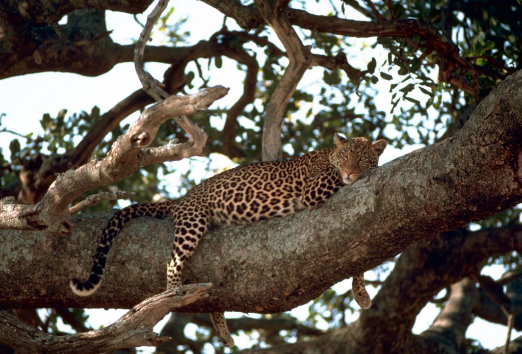 Leopard on the tree (USGOV-PD)